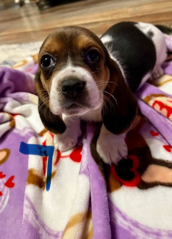 Akc Basset Hound puppies