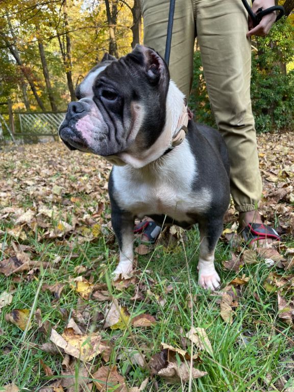 Male Exotic Bully Pup( UKC Papers in Hand)(813-330-9033)