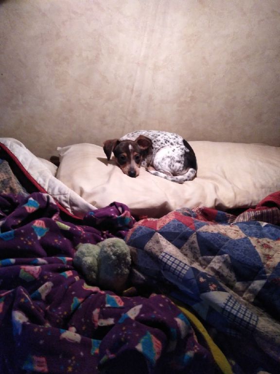 2 month old red headed chiweenie puppy