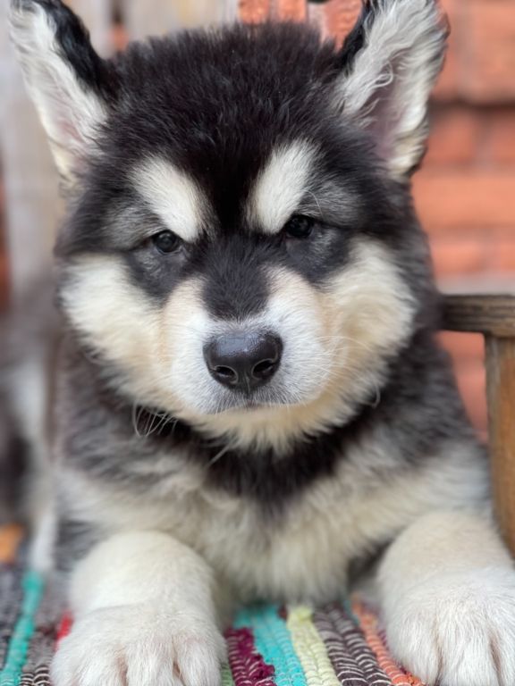Akc Alaskan Malamute Puppies