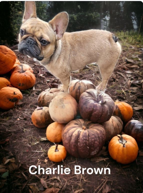 2 french bulldog adult males