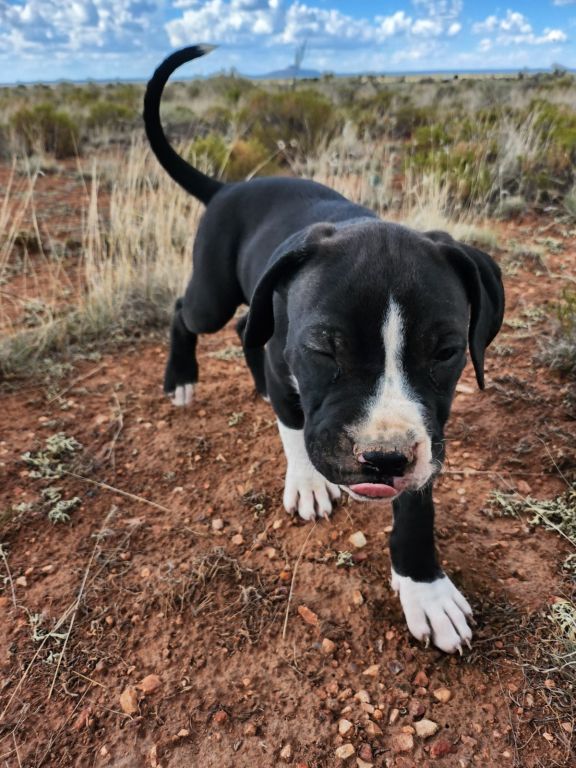 Large Boxer/Pitbulls