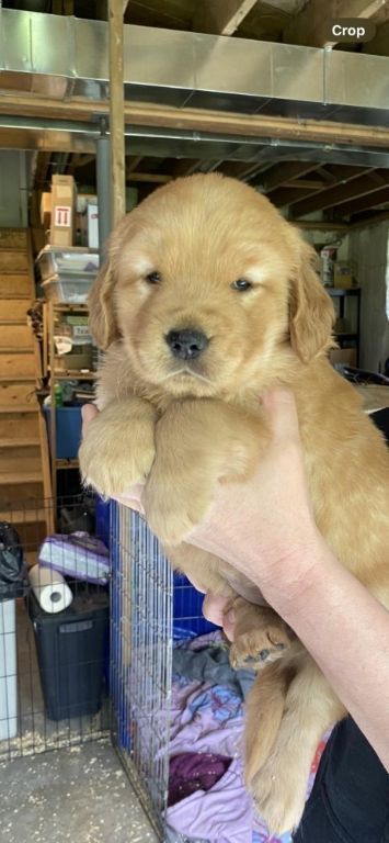 Adorable Golden Retriever pups