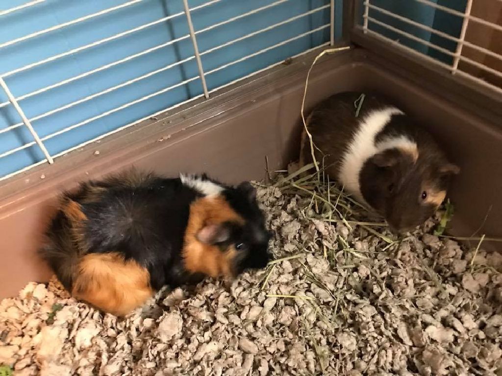 Male Guinea Pigs