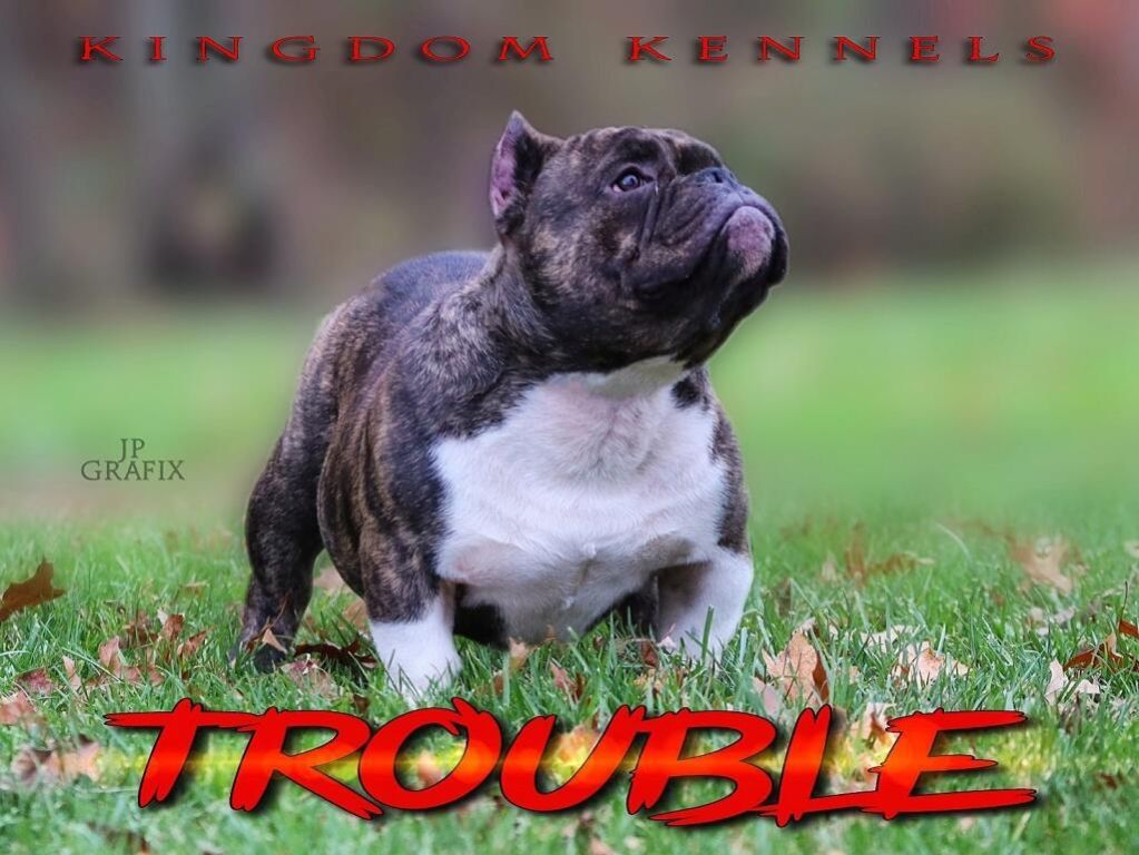 Male Exotic Bully Pup( UKC Papers in Hand)(813-330-9033)