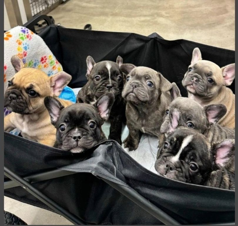 AKC French Bulldog Puppies