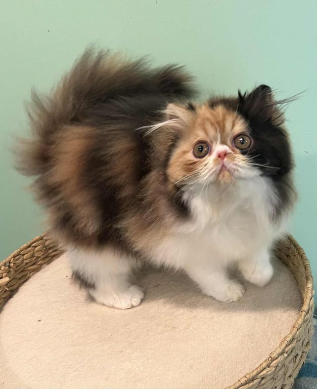 Adorable calico Persian girl