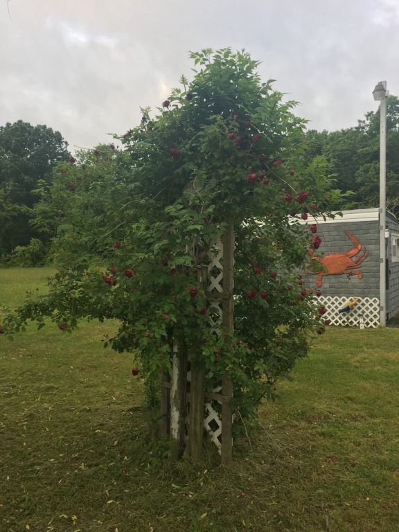 14.9 Acres With Mobile Home Near Parksley VA - SOLD!