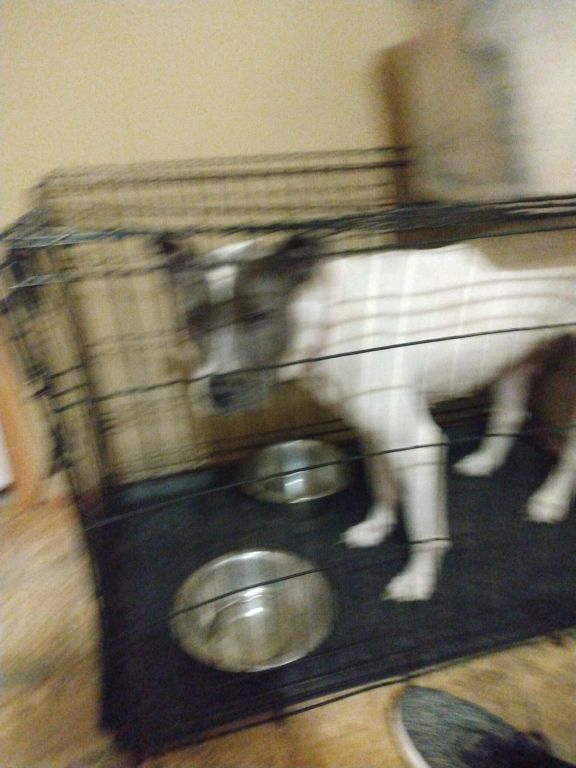 Free to good home 2 year old.female blue nose pit