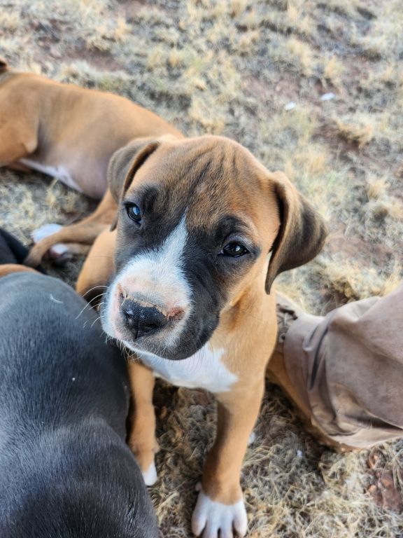 Large Boxer/Pitbulls