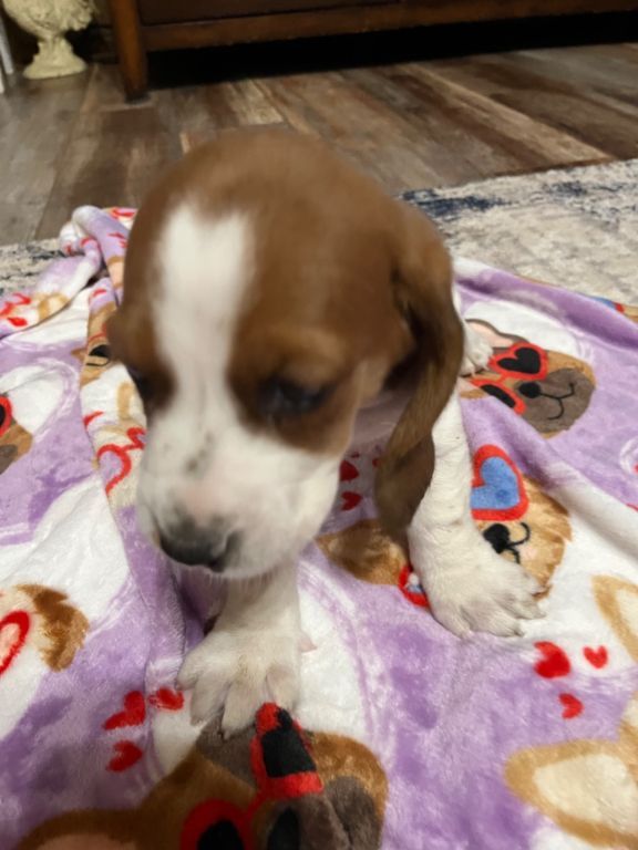 Akc Basset Hound puppies