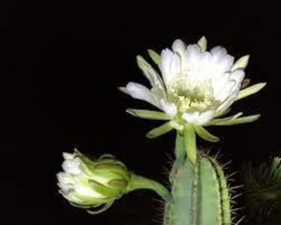 Cacti & Plant Sale!  EVERYTHING MUST GO!!!!