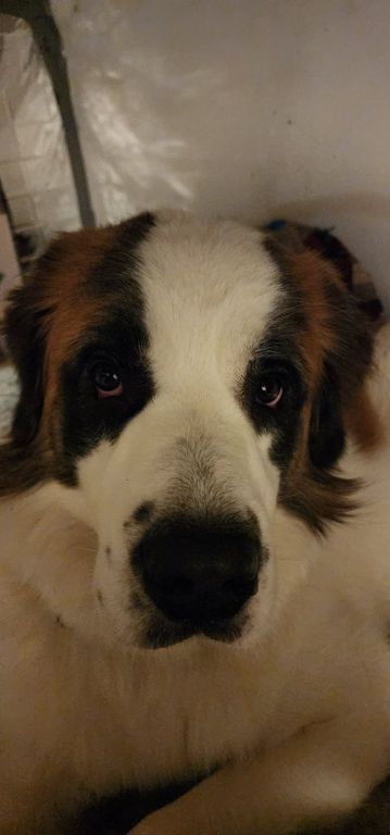 Looking for a room for myself and my dog