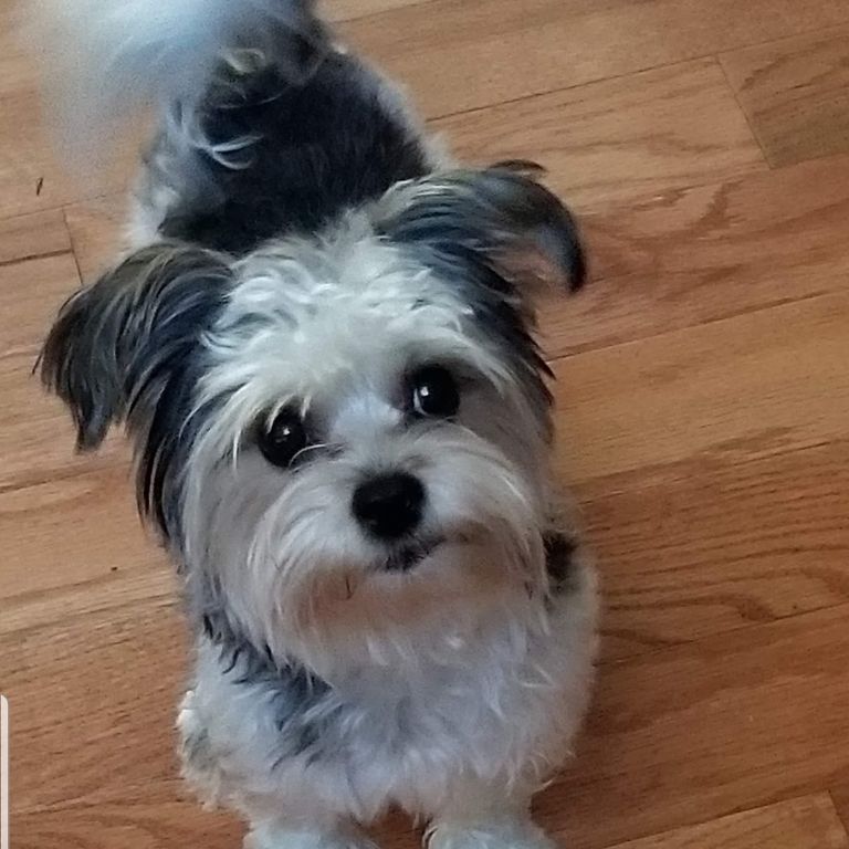 Lost dog