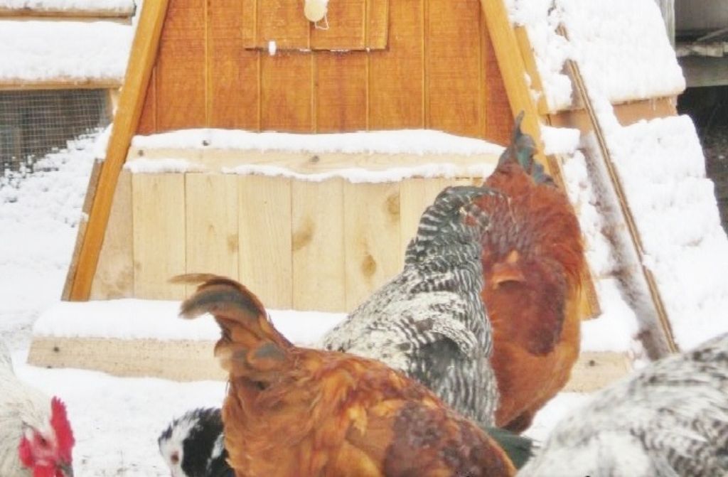 NEW YEAR SPECIAL - 5' Tall Portable Handcrafted Chicken Coop Hen House For 2-15 Chickens