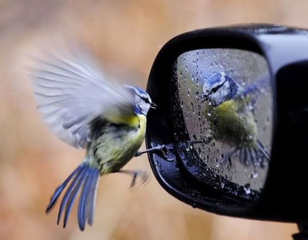 TREE SERVICE 🧡 TRIMMING 💋 TREE REMOVAL Service 🌝 (Over 96 / 5 star google (✅FREE ESTIMATES METRO