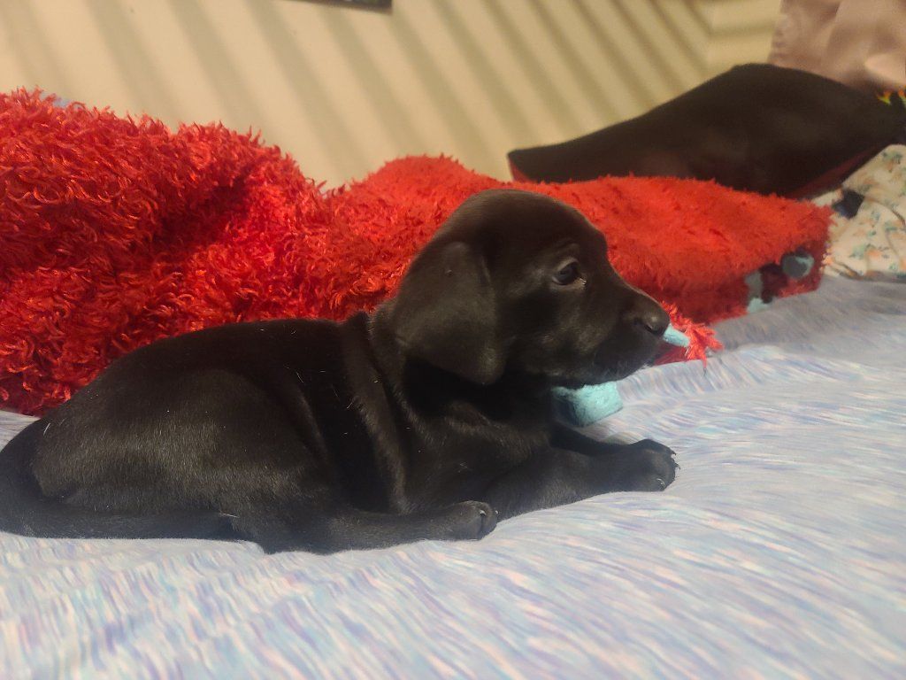 Female pups