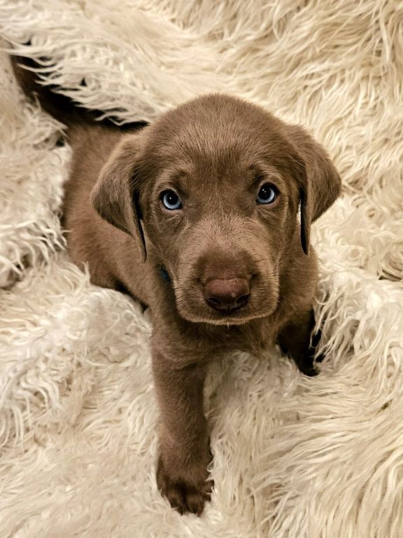 Silver Lab Puppies