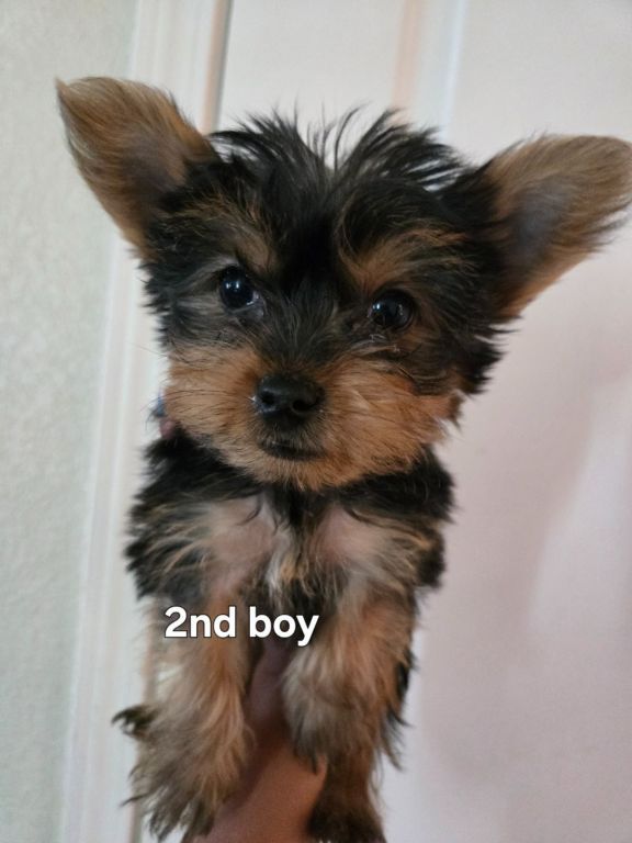Yorkie puppies