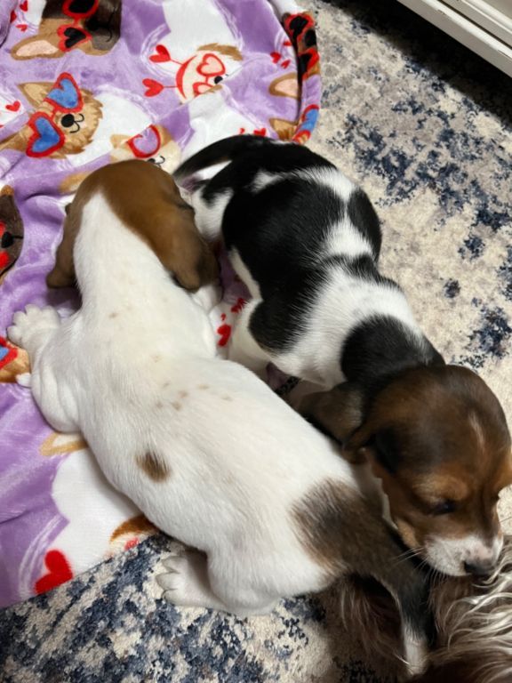 Akc Basset Hound puppies