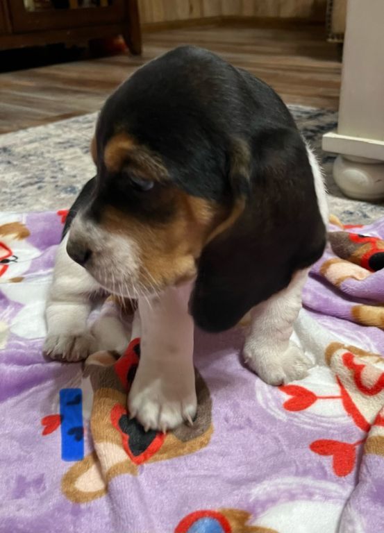Akc Basset Hound puppies