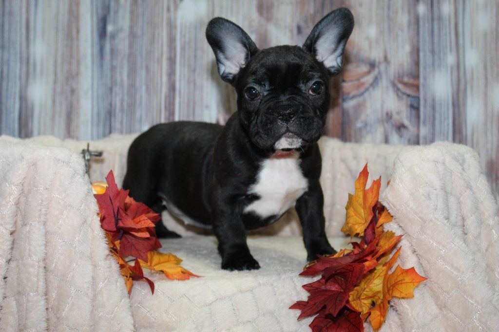 AKC French Bulldogs