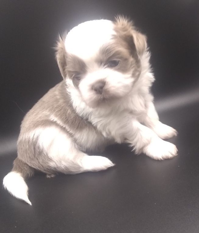 Tiny Imperial AKC Shih Tzu Puppies M-F