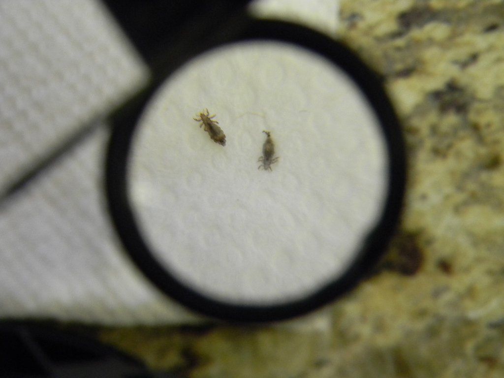 In home lice removal service