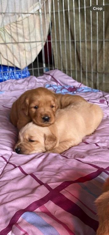 Adorable Golden Retriever pups