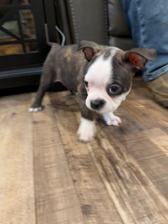 Bono, handsome male Boston r eekw