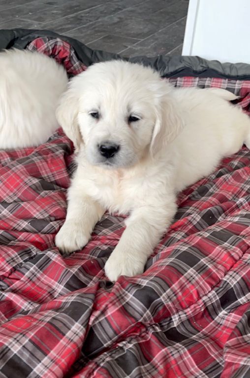 AKC English Cream Golden Retriever Puppies