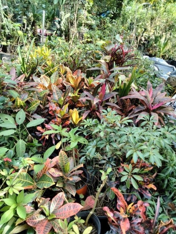 Maggie's Nursery - Top Quality Plants For Discounted Prices!