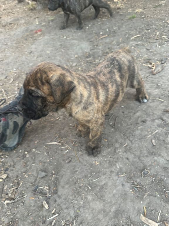 Presa Canario puppies