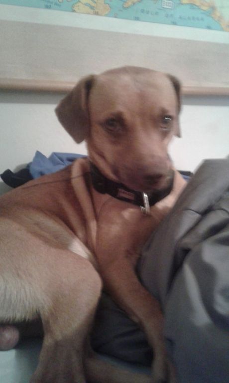 Lost dog please help