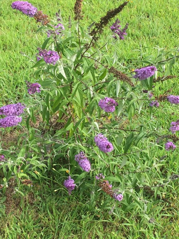 14.9 Acres With Mobile Home Near Parksley VA - SOLD!