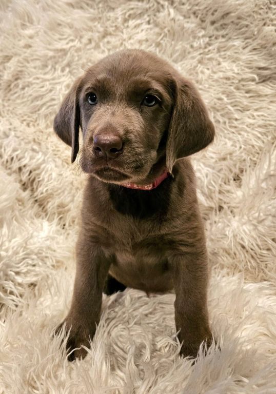 Silver Lab Puppies