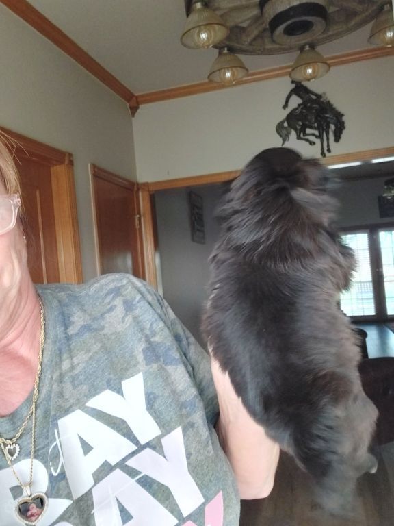 SHIHTZU PUPPIES (FULL BLOODED)