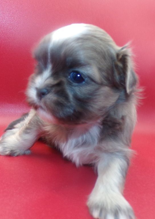 Tiny Imperial AKC Shih Tzu Puppies M-F