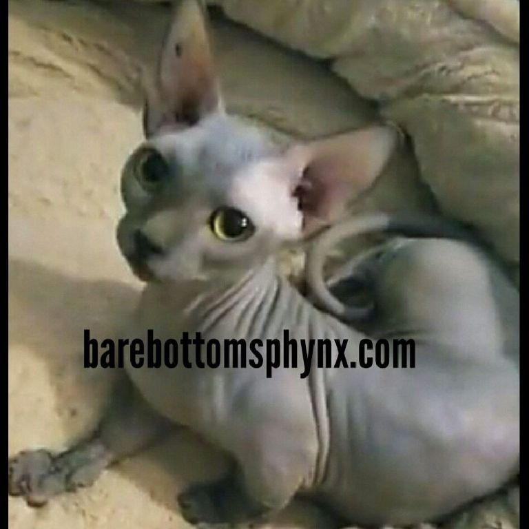 Bambino kitten's California