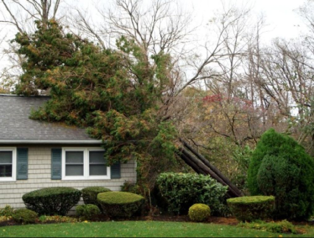 Tree Removal Service