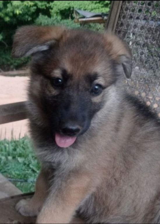 German Shepherd pups AKC