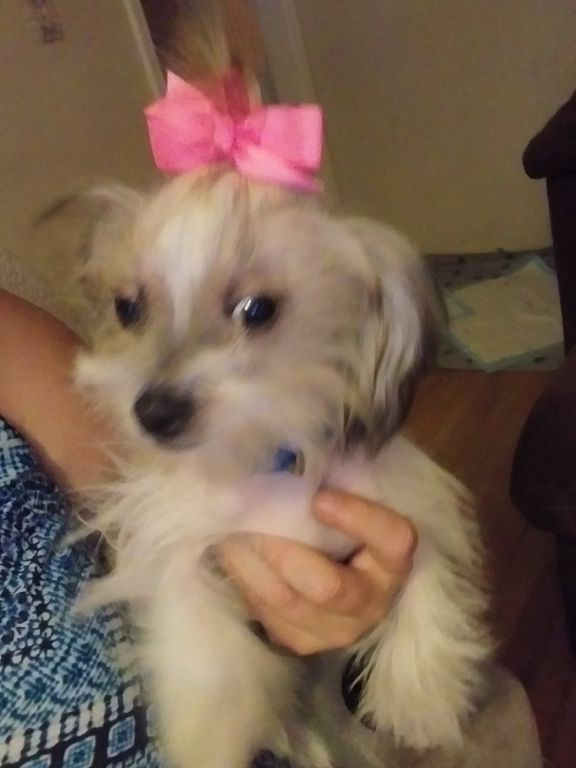 Chinese crested females 7 months old...