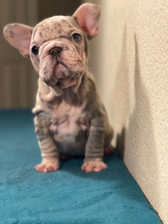 Velvet big rope, French Bulldogs available