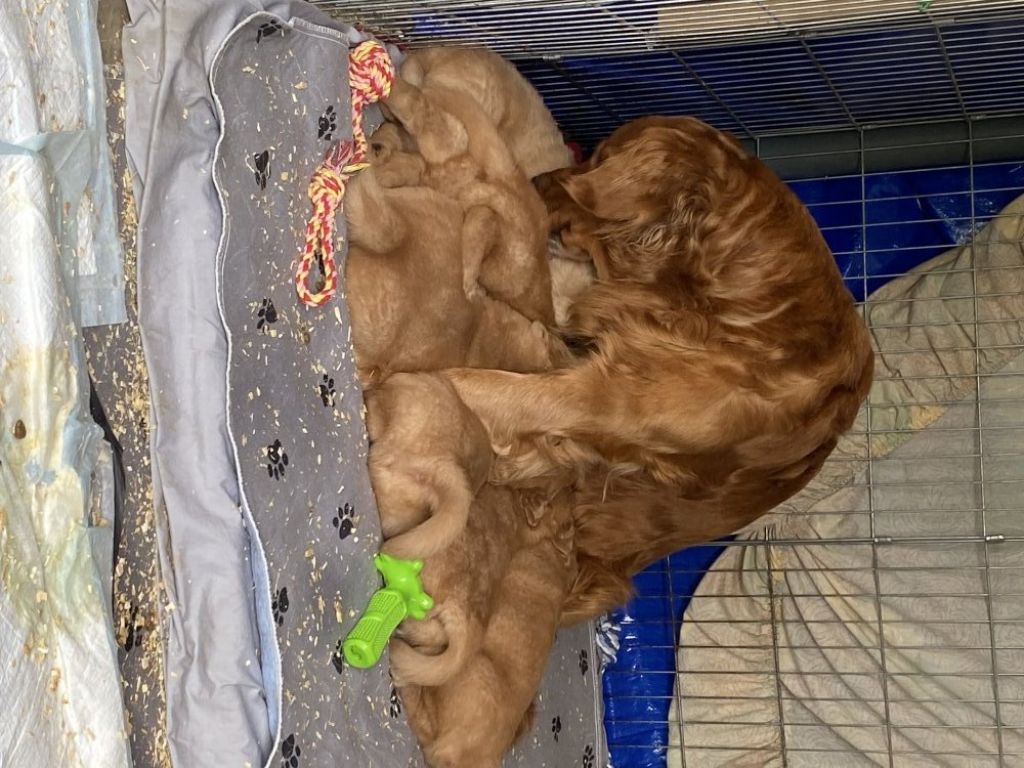 Adorable Golden Retriever pups