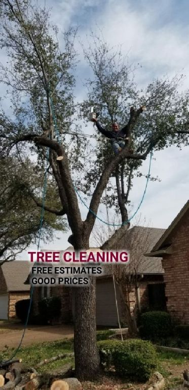 HAYVEN'S TREE SERVICE