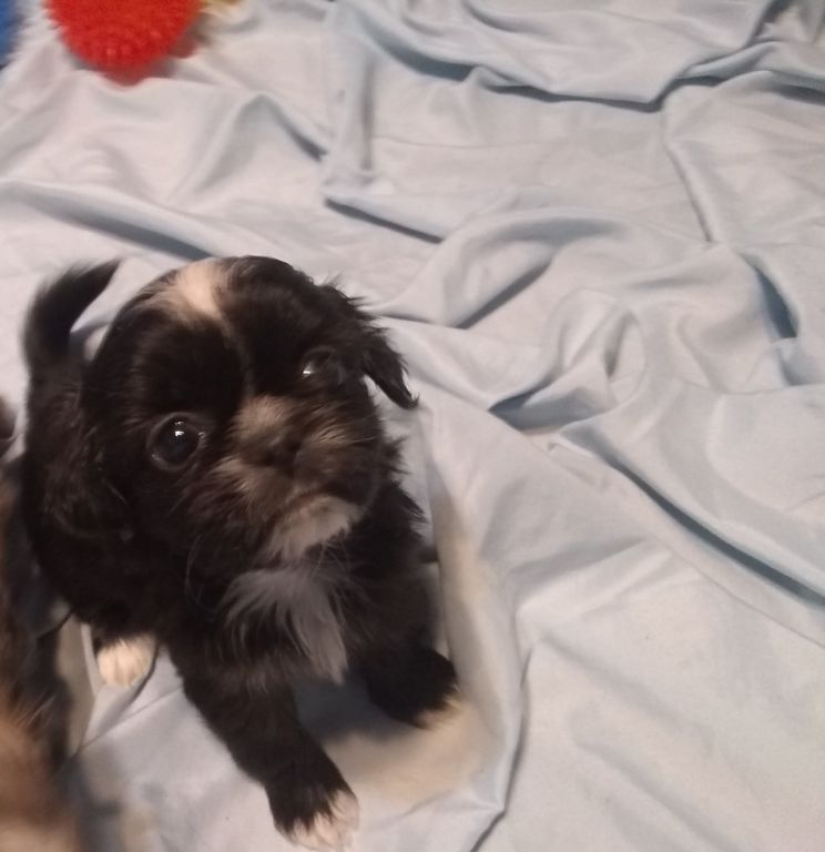 Tiny Imperial AKC Shih Tzu Puppies M-F