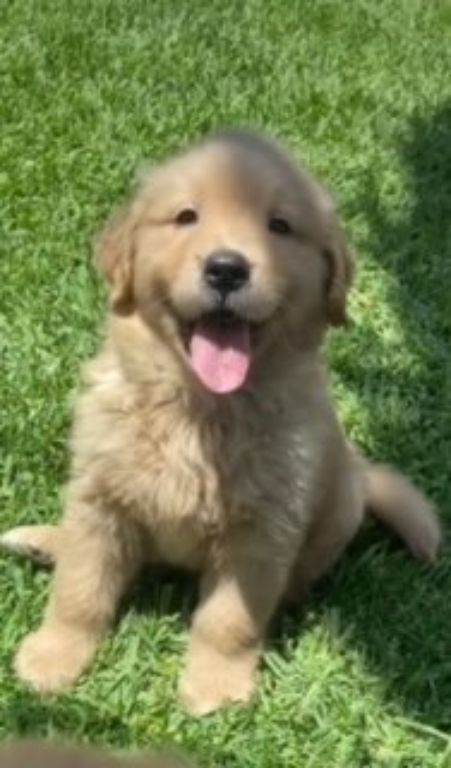 Diamond Golden Retriever Puppy