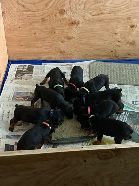 Doberman puppies