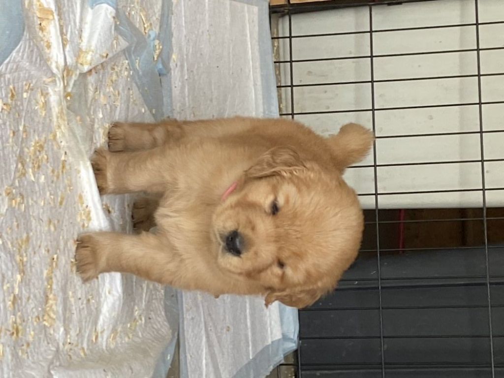 Adorable Golden Retriever pups