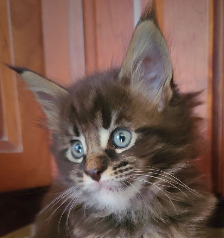 Maine Coon kittens for sale